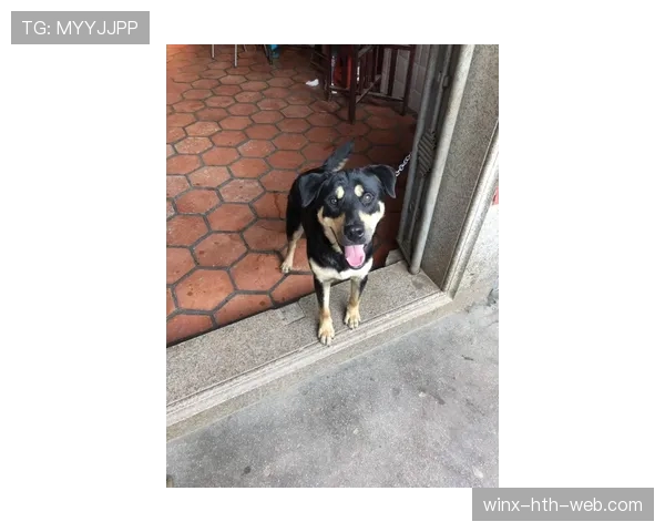 拉菲尼亚家的狗都比我家吃得好